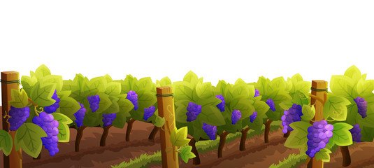 Vineyard with purple grapes isolated on white background. Autumn season. Vector illustration.