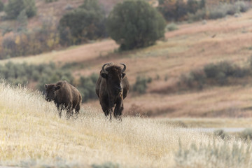 Bison at Theodore Roosevelt National Park in North Dakota, USA