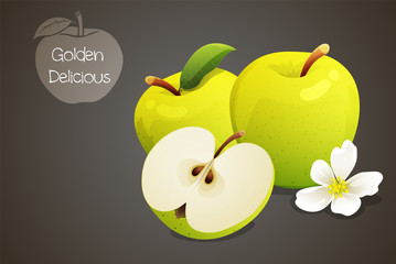 Golden delicious apples whole and cut in half with an apple blossom. Fruits isolated on grey background. Vector illustration.