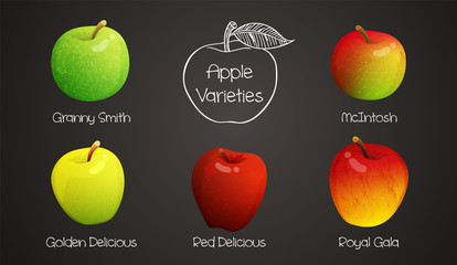 Set of different varieties of apples with names. Colorful fruits isolated on grey background. Vector illustration.