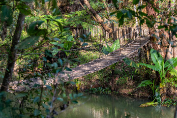 Bridge hanging in forest over river, trees all around in thick forest with wooden bridge above the water. Madagascar travel to paradise in rainforests and beyond.