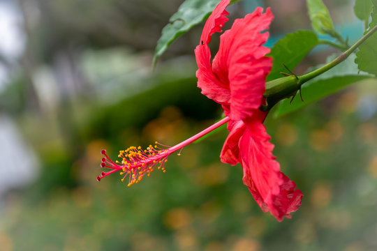 Ibiscu Vermelho