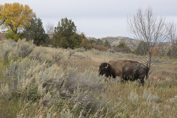 Bison at Theodore Roosevelt National Park in North Dakota, USA