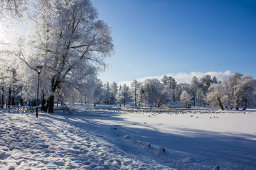 Morning winter frosty landscape in the park. Winter landscape. Severe frost, snowy trees, sunny weather. Beautiful winter seasonal background.