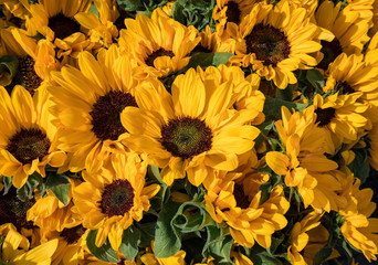 Sunflowers Bouquet Background 