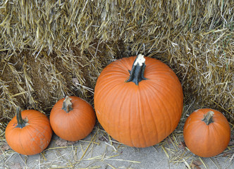 pumpkins and gourds