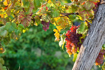 ripe grapes on vine in autumn sunset