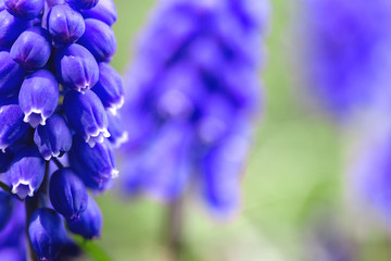 hyacinths bloom in the garden