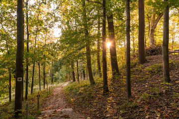 Fototapeta premium Bäume im Sonnenlicht