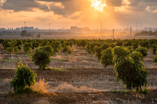 Sunset at an avocado plantation, Israel