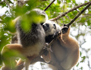 Lemur dancing, cute Diademed Sifaka Lemur in trees and nature. Madagascar animals wildlife, wild animal in Madagascar. Holiday tour in Andasibe, Isalo, Masoala, Marojejy National parks.