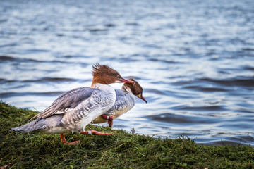 Frilled Ducks Entering Water