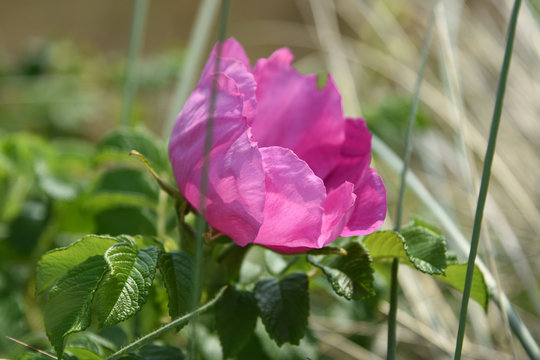 Wild or dog rose (rosa canina)