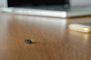 Dead dry fly on the wooden table against blurred laptop and mobile phone  background.