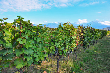 Fototapeta na wymiar Rows of vines near Kazbegi, Georgia 