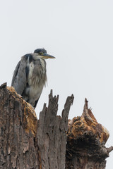 Angry Heron