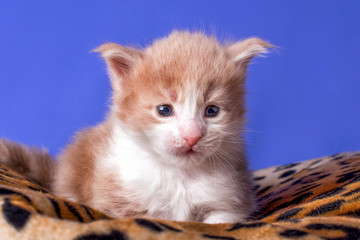 New born maine coon kitten on pad on blue background.