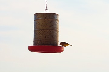 Yellow bird eating