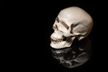 黒い背景の頭蓋骨