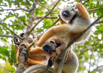 Lemur dancing, cute Diademed Sifaka Lemur in trees and nature. Madagascar animals wildlife, wild animal in Madagascar. Holiday tour in Andasibe, Isalo, Masoala, Marojejy National parks.