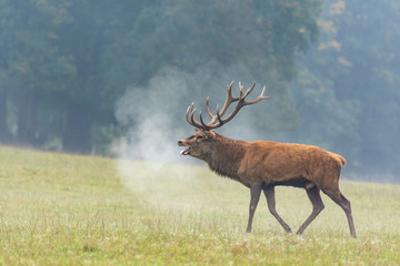 cerf mâle au brame