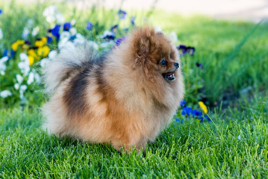 Cute small Pomeranian doggy in flowers in summer, smiling.