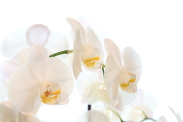 Closeup of a white orchid on white background