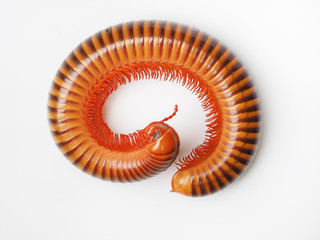 millipede