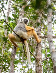 Lemur dancing, cute Diademed Sifaka Lemur in trees and nature. Madagascar animals wildlife, wild animal in Madagascar. Holiday tour in Andasibe, Isalo, Masoala, Marojejy National parks.