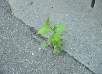 Growing sprout in asphalt.