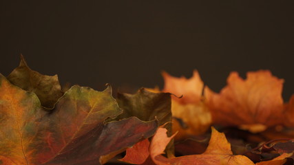 Various autumn leaves against a dark background
