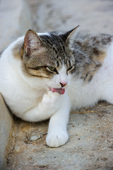 Thai cat licking their paws in garden