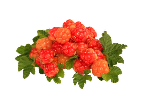 Fresh Cloudberry