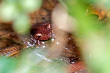 Frog in Madagascar, Malagasy endemic frog species in river and nature. Madagascar animals wildlife, wild animal. 