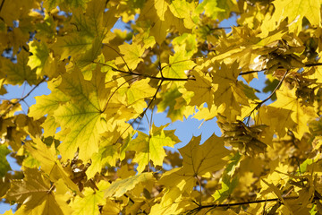 golden maple leaves on a blue background.