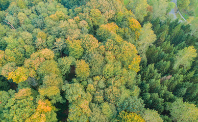 Luftaufnahme von einem Misch Wald