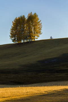 Pedaling in the Armentara meadows, Fanes Senes Braies natural park, Val Badia, Trentino Alto Adige, Italy