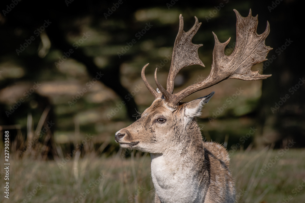 Poster a close up of the head and antlers of a buck farrow deer. the portrait is a profile and the deer is 