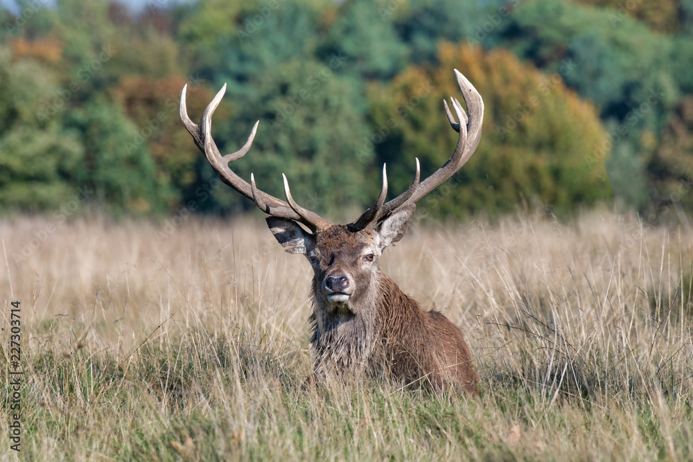 Poster a close up of the head and antlers of a buck farrow deer. the portrait is a profile and the deer is 