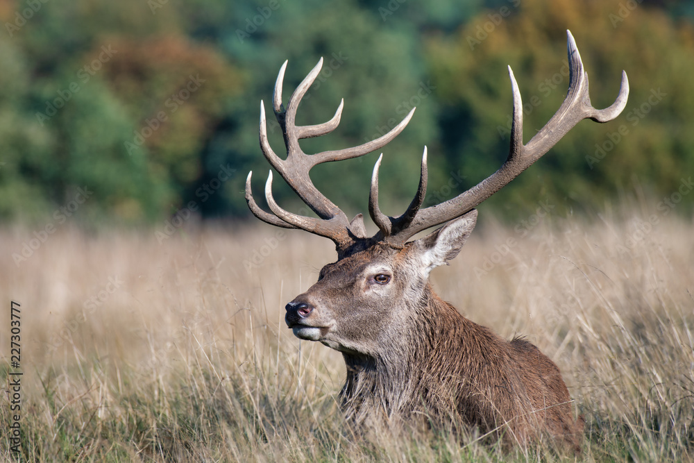Poster a close up of the head and antlers of a buck farrow deer. the portrait is a profile and the deer is 
