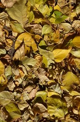 A carpet of autumn leaves zoomed contrasty