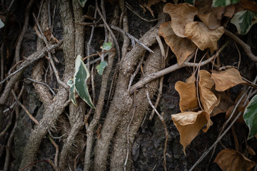 Árbol con enredadera