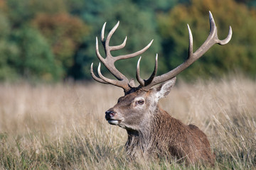 A close up of the head and antlers of a buck farrow deer. The portrait is a profile and the deer is looking left