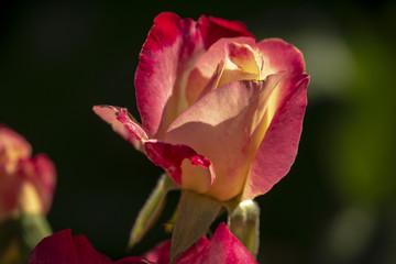 Beautiful tender pink rose Double Delight in sunlight. The greenery garden as a dark background. Natural daylight. Nature concept for design
