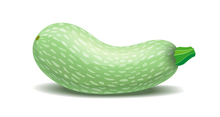 Vector semi realistic illustration of zucchini. Isolated on white