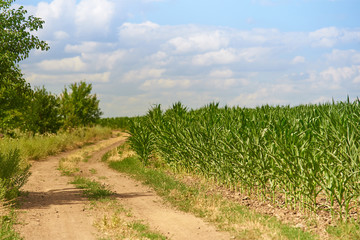 Fototapeta na wymiar Farm field with young corn near a dirt road