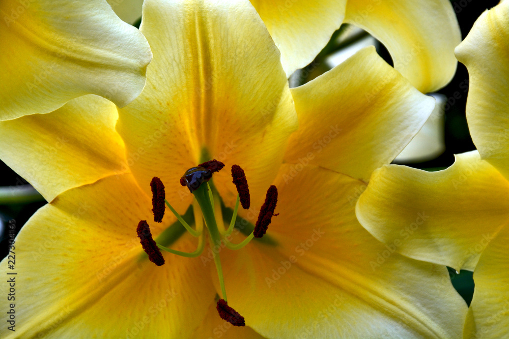 Wall mural close up of yellow summer lily