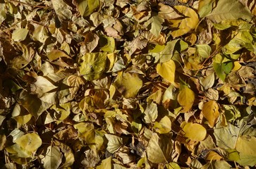 A carpet of autumn leaves contrasty