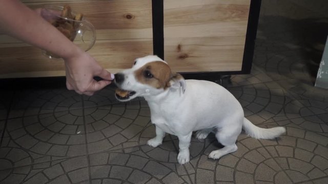 Female hand giving bone to a dog