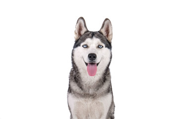 Portrait of young beautiful funny husky dog sitting with its tongue out on white isolated background. Smiling face of domestic pure bred dog with pointy ears. Close up, copy space.